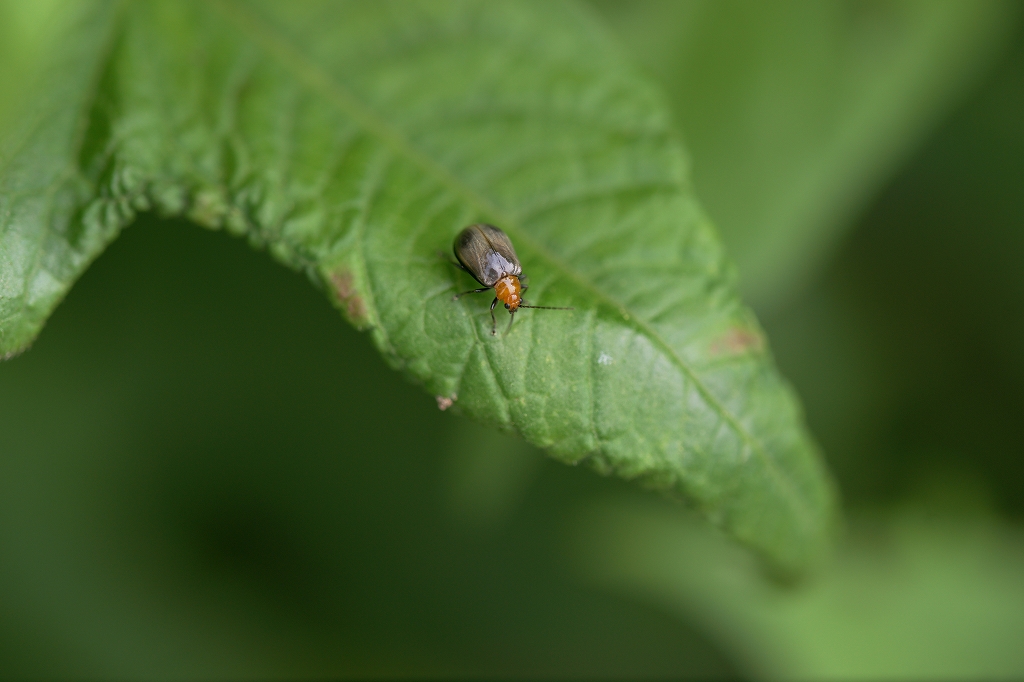 atobosihamusi094.jpg