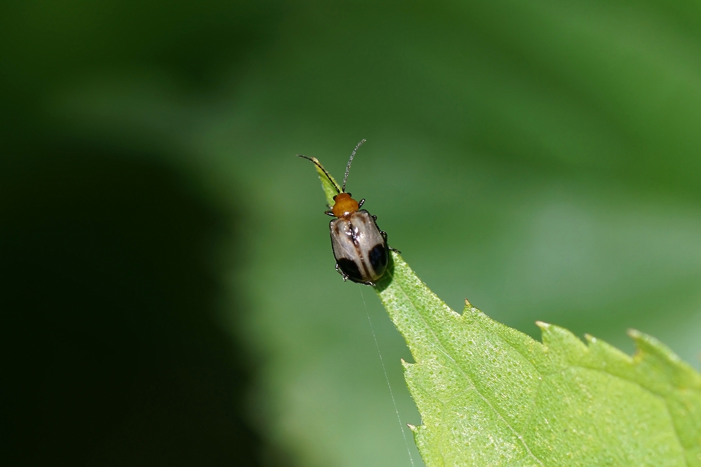 atobosihamusi100m.jpg