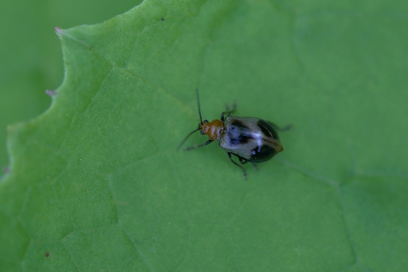 atobosihamusi223m.jpg
