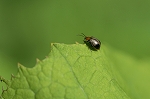 atobosihamusi258m_s.jpg