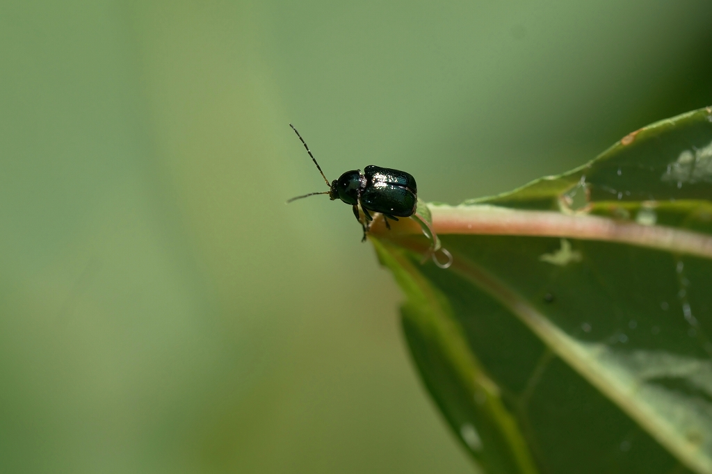 bararuritutuhamusi072m.jpg