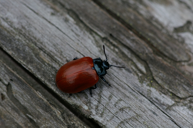 doronokihamusi001.jpg