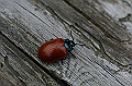 doronokihamusi001_s.jpg