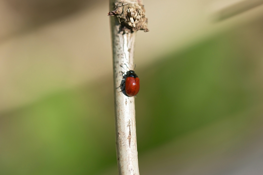 fujihamusi112m.jpg