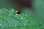 fujihamusi241m_s.jpg