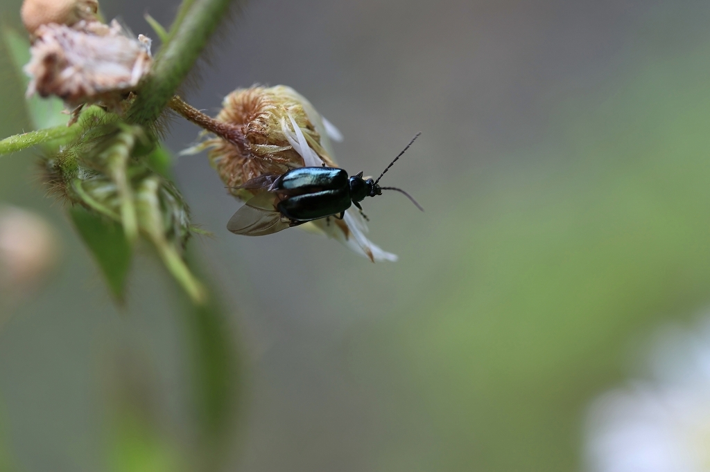 hannokihamusi001m.jpg