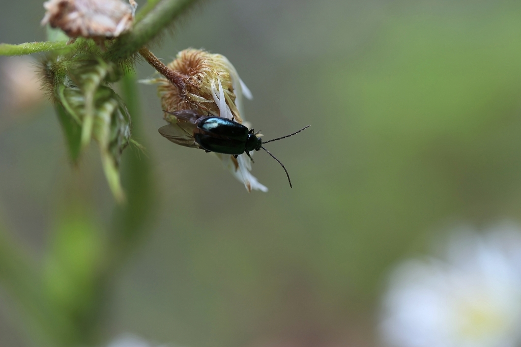 hannokihamusi013m.jpg