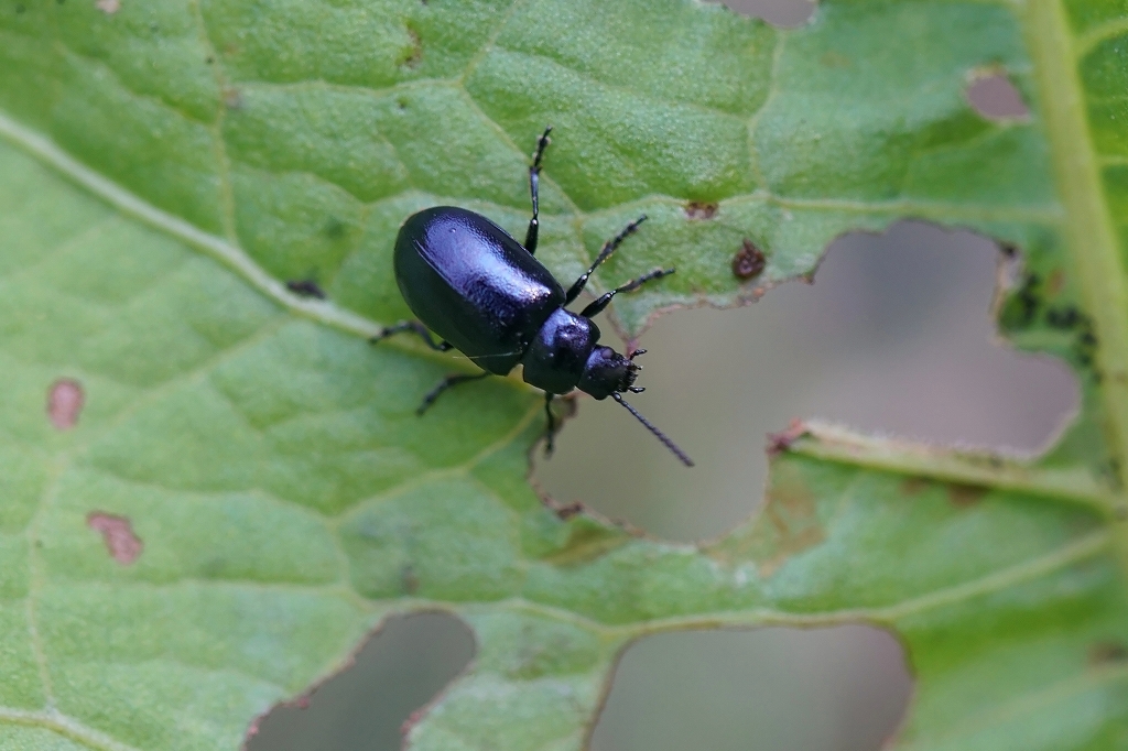 hannokihamusi014m.jpg