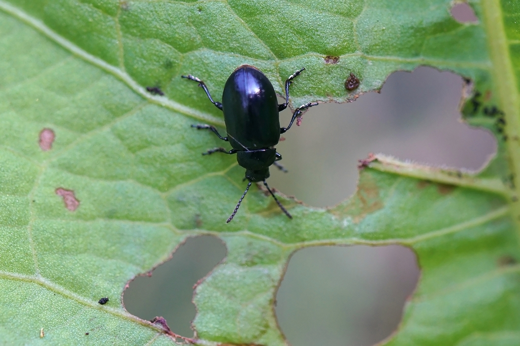 hannokihamusi017m.jpg