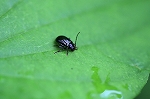 higenagarurimarunomihamusi515m_s.jpg