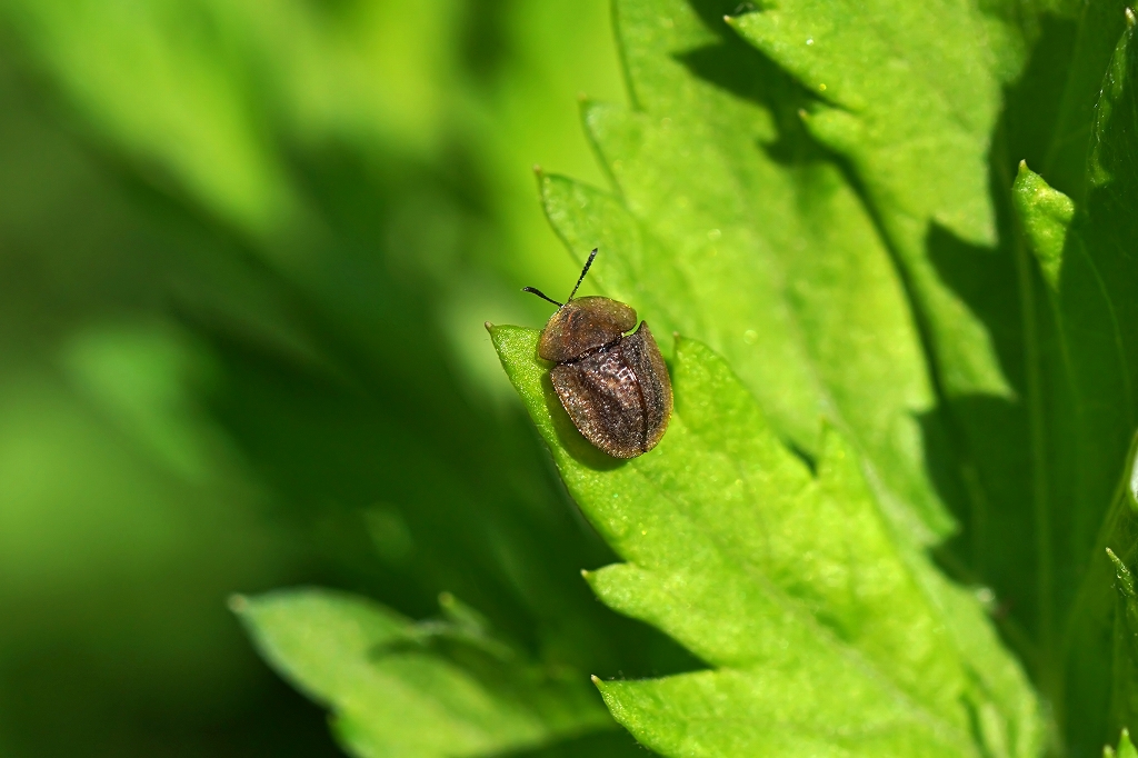 himejingasahamusi062m.jpg