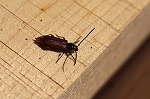 hosokubinagahamusi039m_s.jpg