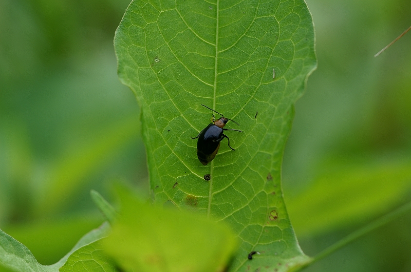 hotaruhamusi003.jpg