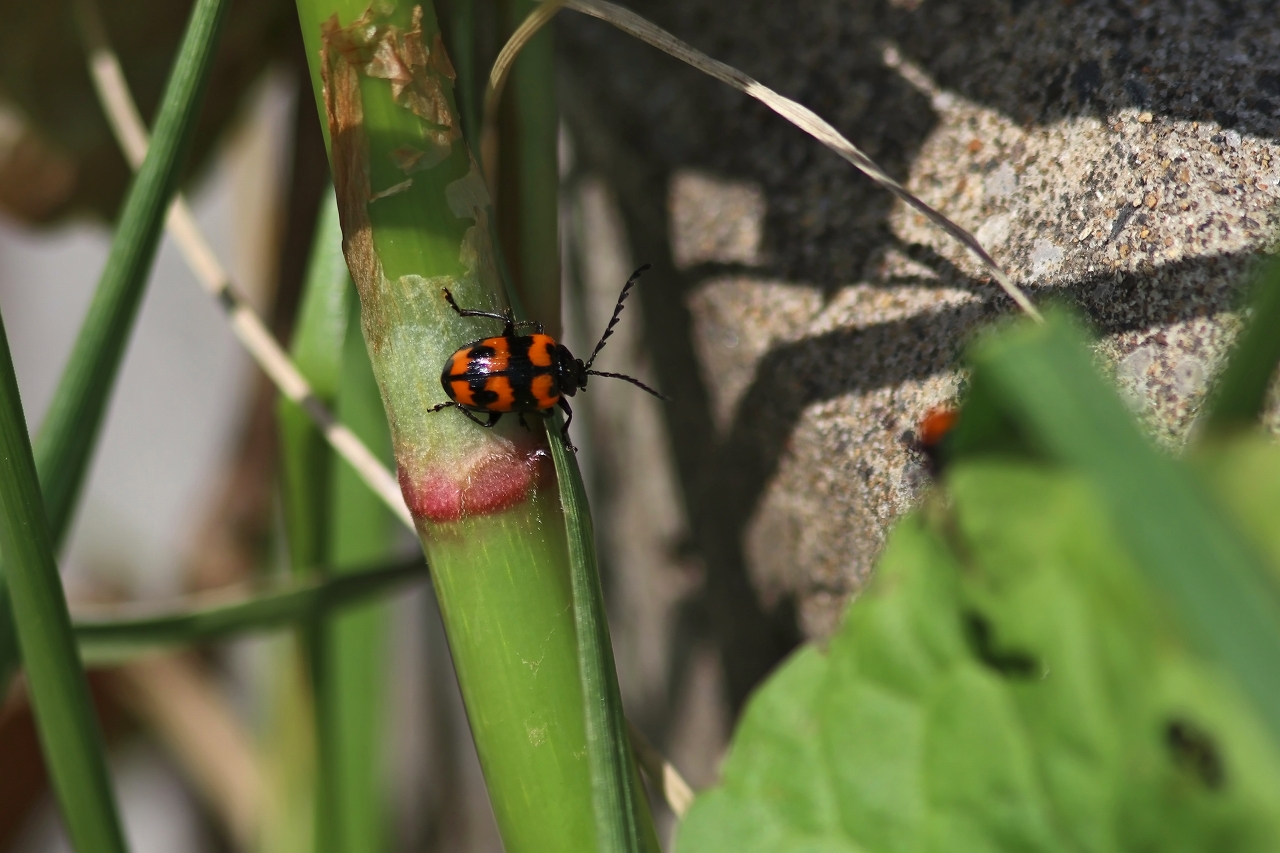 itadorihamusi114m.jpg