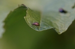 itigohamusi129m_s.jpg