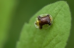 jingasahamusi162m_s.jpg