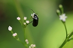 kaminarihamusi124m_s.jpg