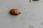 kasaharahamusi015m_s.jpg