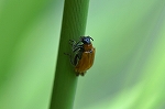 katabirohamusi086m_s.jpg
