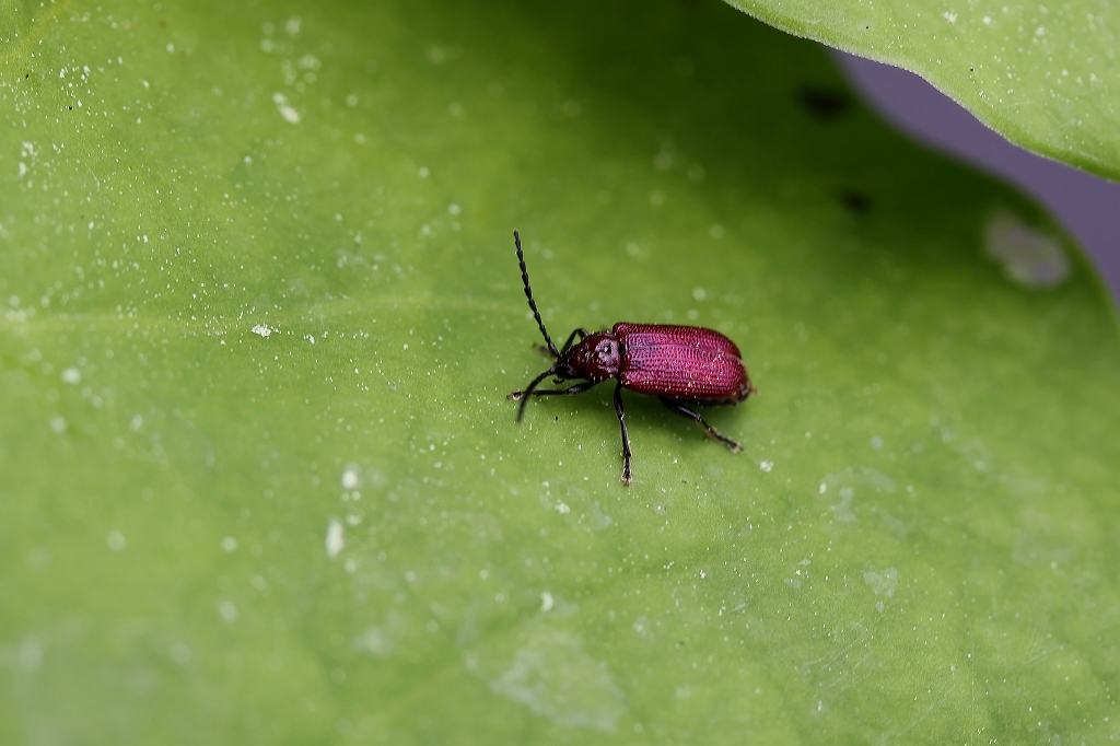 katakurihamusi092m.jpg