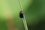 kibosirurihamusi553m_s.jpg