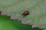 kiirokubinagahamusi308m_s.jpg