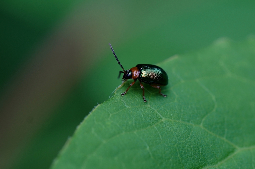 kikubiaohamusi057m.jpg