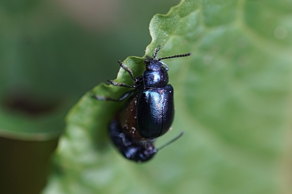 kogatarurihamusi011m.jpg