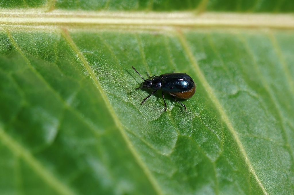kogatarurihamusi151m.jpg
