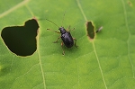 kubibosotobihamusi059m_s.jpg