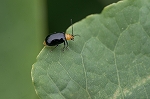kurourihamusi390_s.jpg