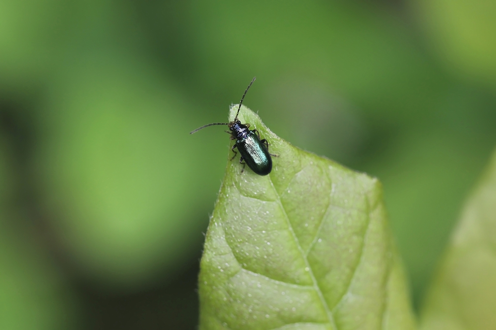 kuwahamusi083m.jpg