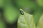 kuwahamusi083m_s.jpg