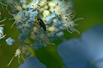 kuwanomihamusi029m_s.jpg