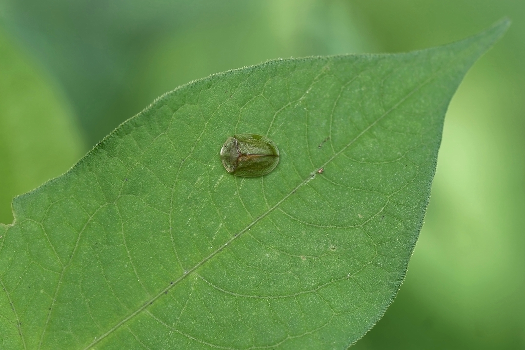 midorikamenokohamusi082m.jpg