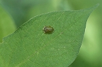 midorikamenokohamusi082m_s.jpg