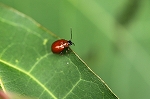 munagurotuyahamusi724m_s.jpg