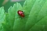 ookiironomihamusi064m_s.jpg