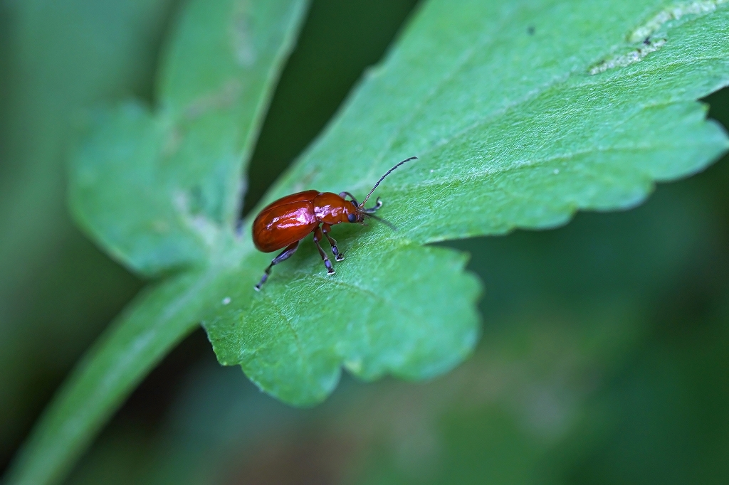 ookiironomihamusi073m.jpg