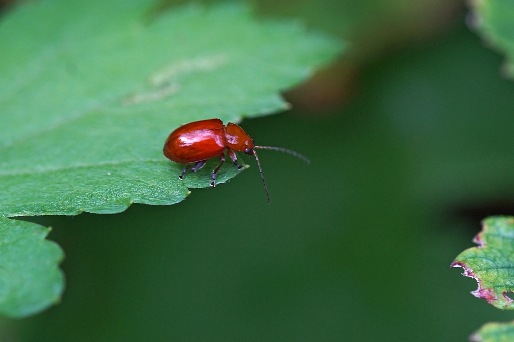 ookiironomihamusi078m.jpg