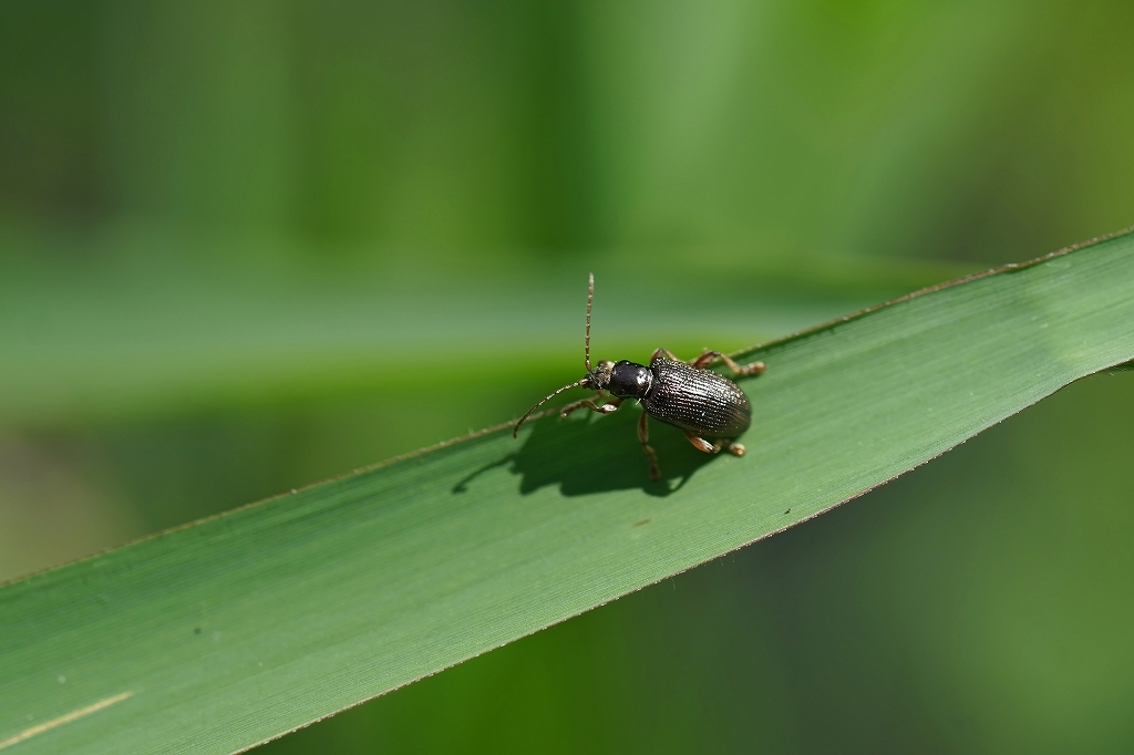 oonekuihamusi048m.jpg