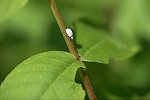ringokofukihamusi066m_s.jpg