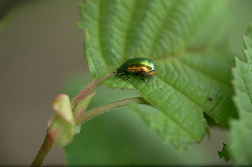 rurihamusi076m.jpg