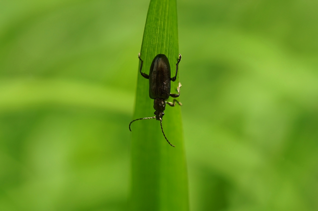 rurikubibosohamusi204m.jpg