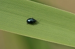 rurimarunomihamusi137m_s.jpg