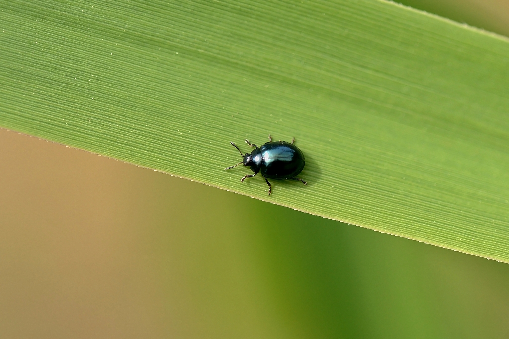 rurimarunomihamusi142m.jpg