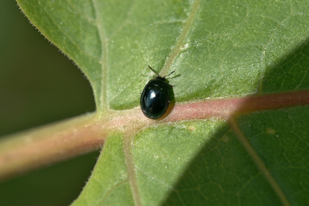 rurimarunomihamusi231m.jpg