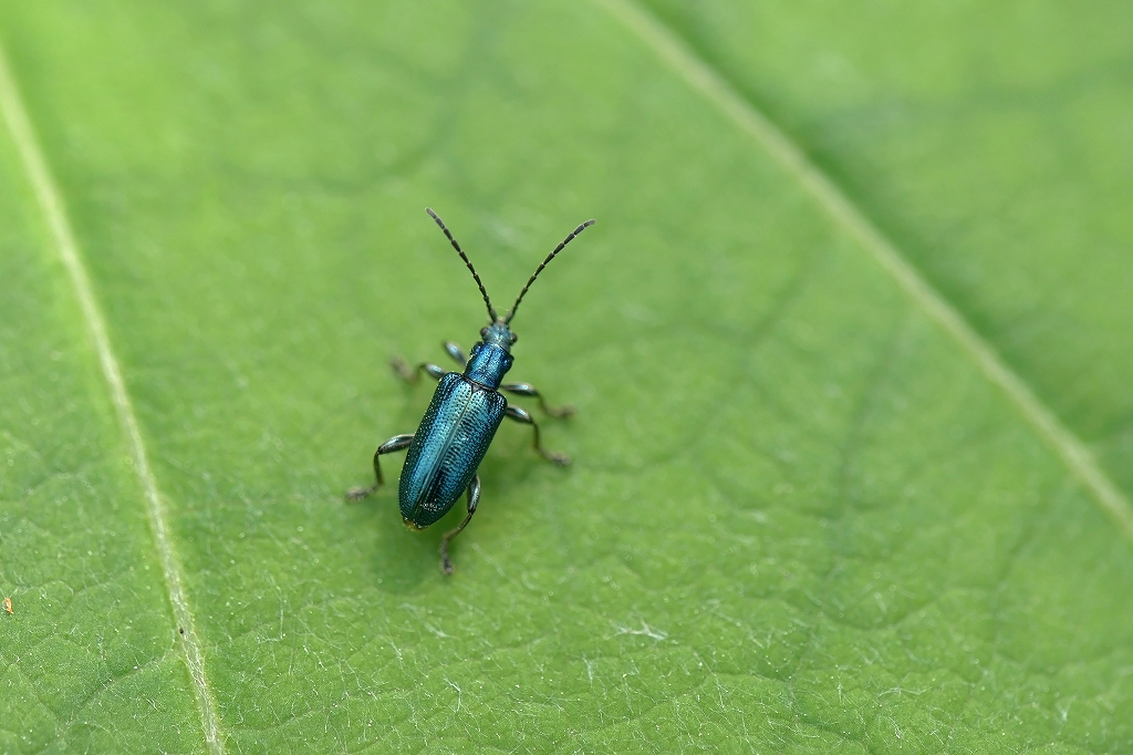 sugehamusi044m.jpg