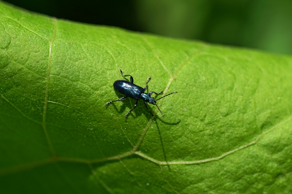 sugehamusi067m.jpg