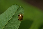 sukibajingasahamusi118m_s.jpg